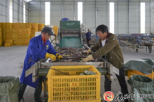 象州甘蔗种茎加工厂与高效抽油泵 双引擎助力农民增收致富